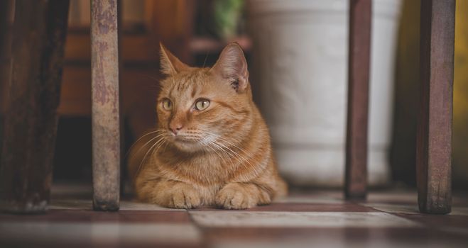 一只姜黄色虎斑猫安静地在室内休息，周围都是木制家具