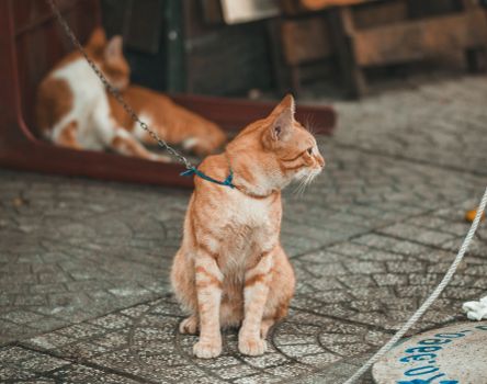 一只被链子锁着的虎斑猫侧着脸坐在石头人行道上，特写镜头对准了它