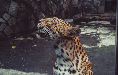 Gratis Leopardo Fotografía Foco Superficial Foto de stock