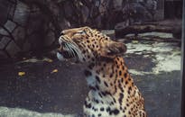 特写镜头中，一只豹子在户外围栏里向上凝视，其引人注目的皮毛和斑点清晰可见