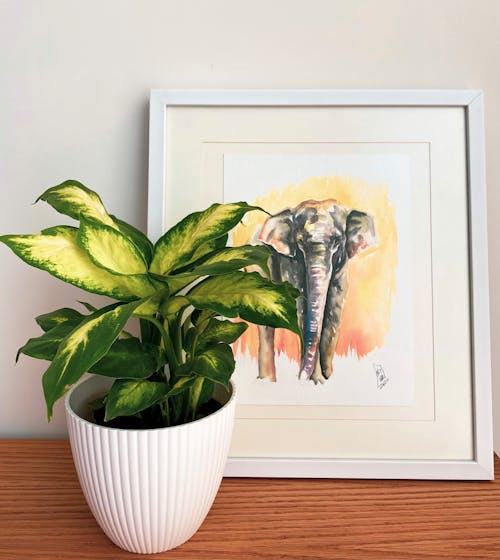 Close-Up Shot of a Potted Plant beside a Picture Frame