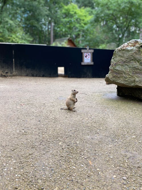 Immagine gratuita di animale, fauna selvatica, marmotta della prateria