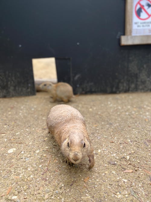 Immagine gratuita di animale, fauna selvatica, marmotta della prateria