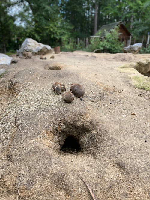 Immagine gratuita di animale, fauna selvatica, marmotta della prateria