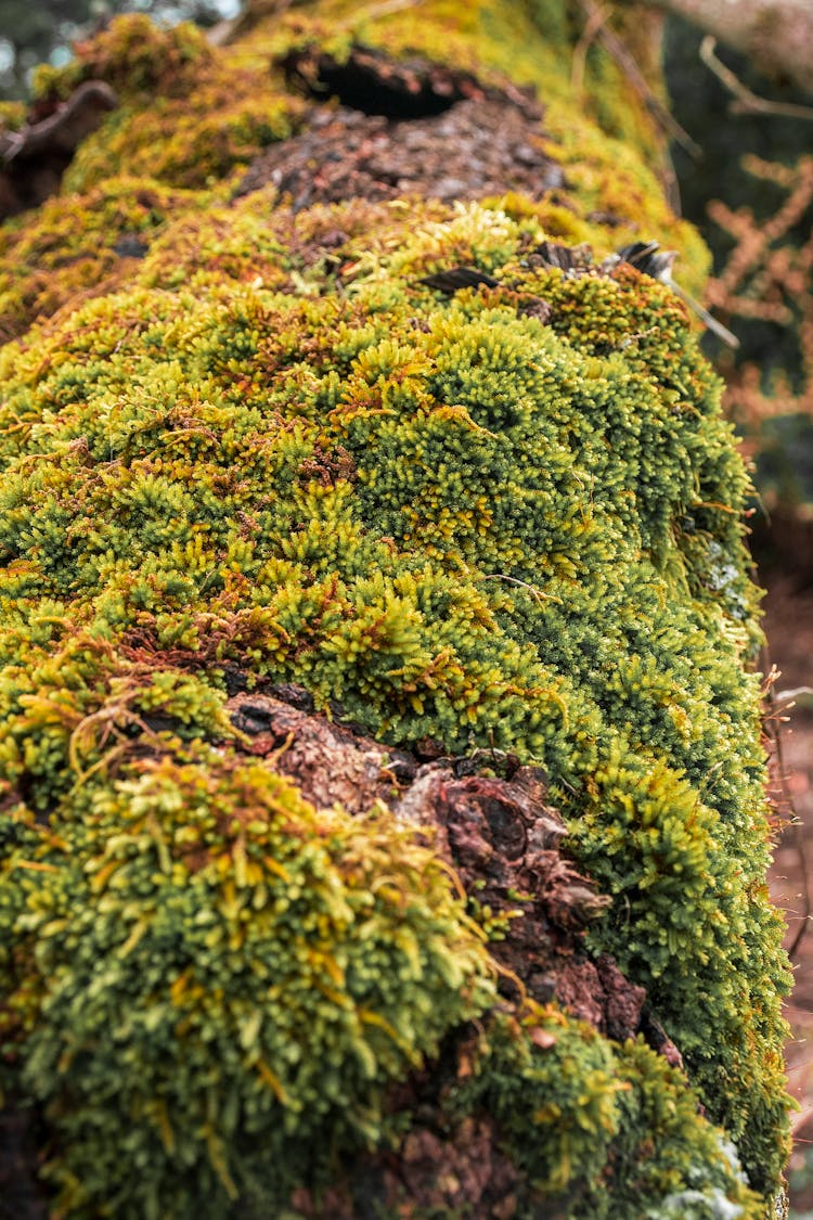 Mossy Tree Trunk