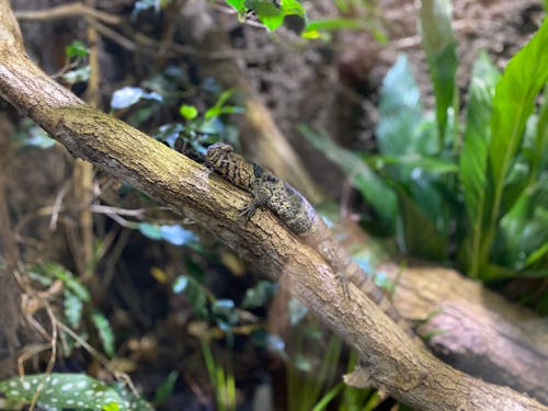 Immagine gratuita di fauna selvatica, rettile, zoo