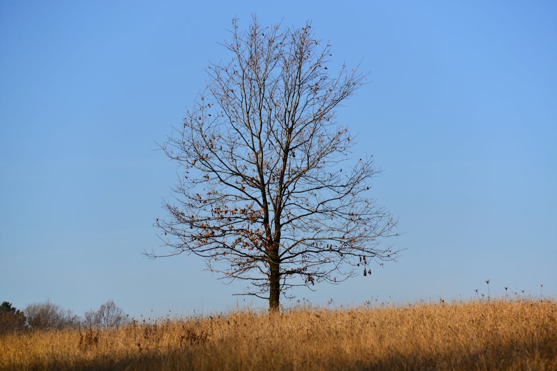бесплатная Голое дерево Стоковое фото