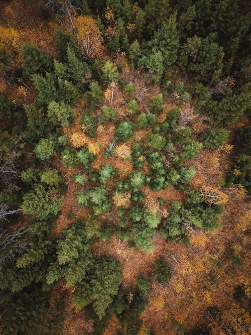 Imagine de stoc gratuită din arbori, codru, fotografie aeriană