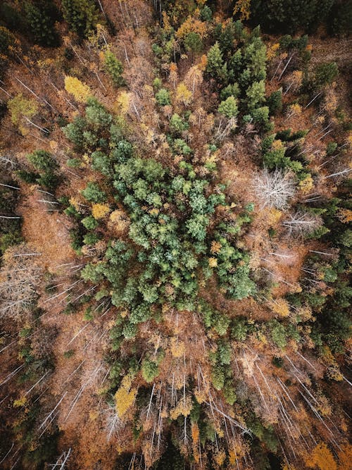 Aerial View of Trees in the Forest