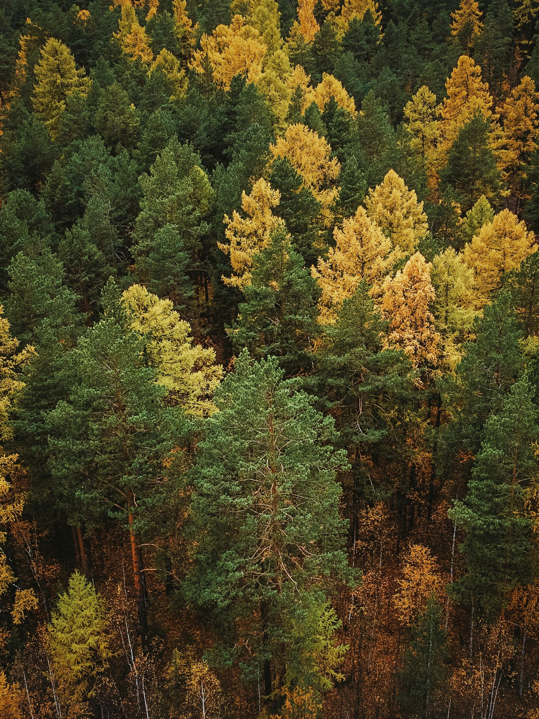 Stunning aerial shot of a coniferous forest in autumn with vibrant green and yellow trees.
