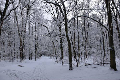 grátis Foto profissional grátis de árvores, coberto, congelando Foto profissional