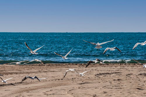 Seagulls Flying on the Beach