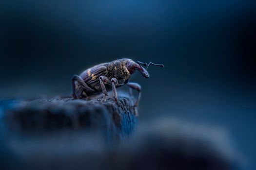 A Pine Weevil on a Wooden Surface