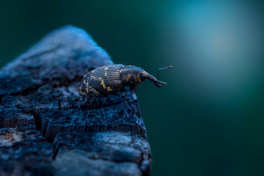 Hylobius Abietis on Wood