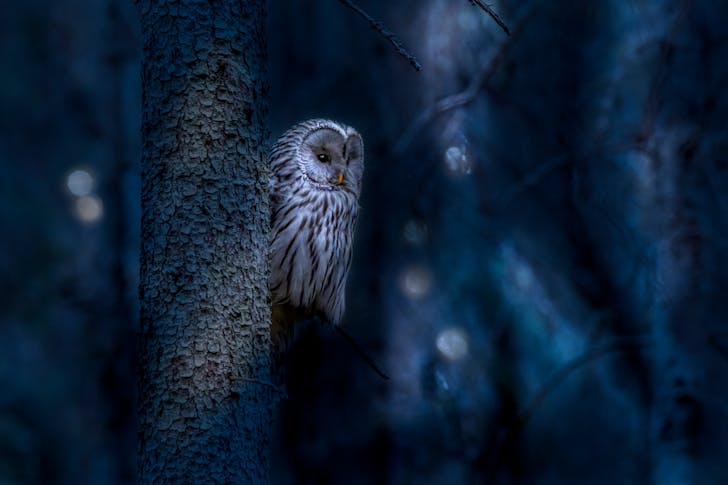 Owl Perched on a Tree Branch