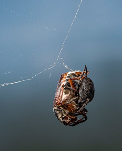 A Spider Wrapping its Prey 