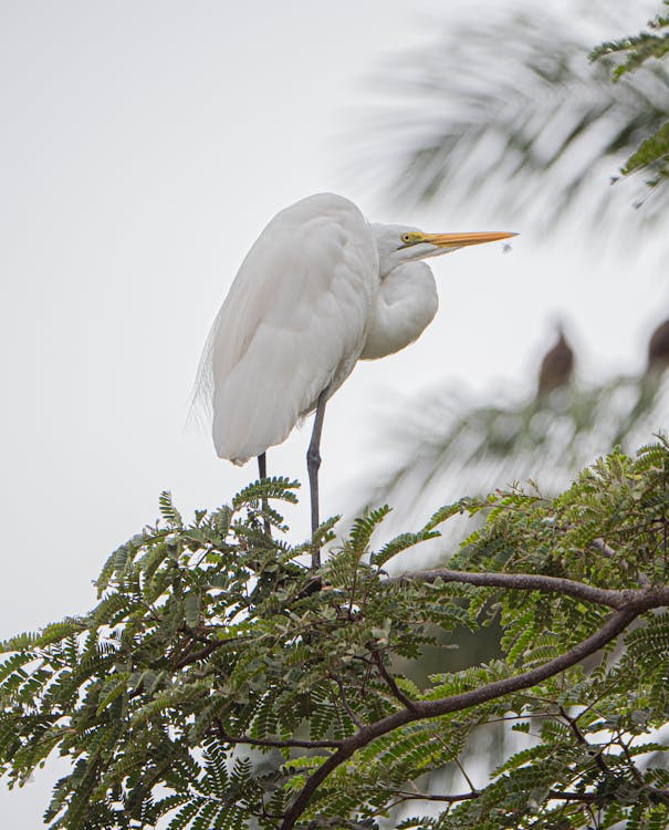 Free White Bird Perched on the Tree Branch Stock Photo