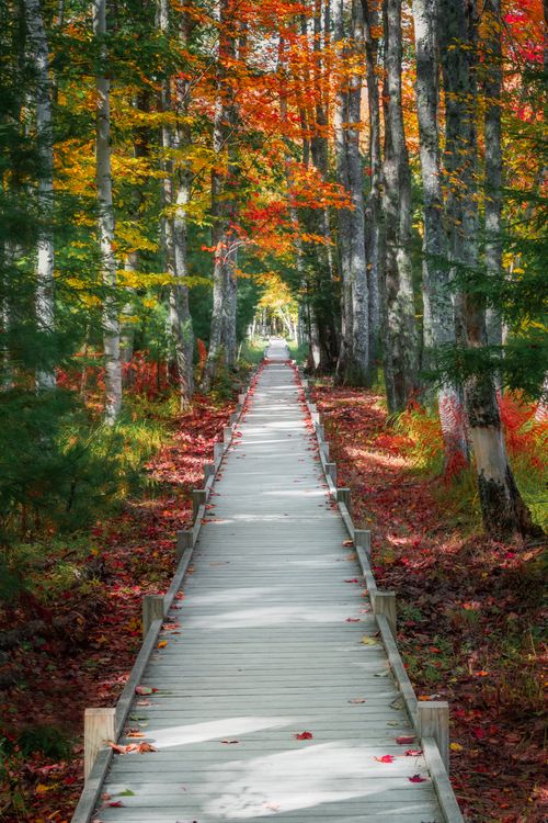 Free A serene boardwalk leads through a colorful autumn forest scene, showcasing vibrant fall foliage. Stock Photo