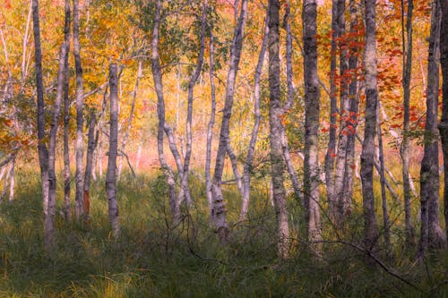 Grass and Trees in a Forest