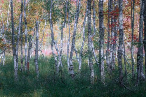 Free Serene autumn forest with birch trees and colorful foliage. Tranquil nature scene. Stock Photo