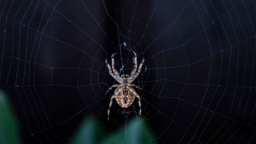 Free A detailed macro shot of a spider centered on its web, illustrating nature's complexity. Stock Photo