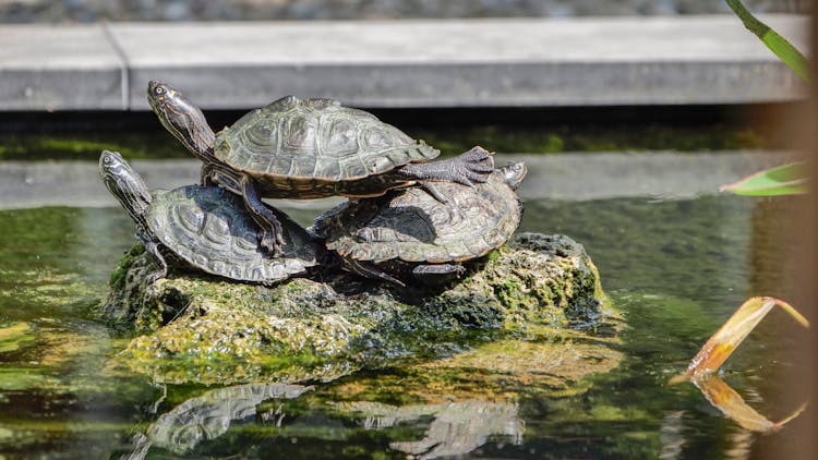 Three Turtles On A Rock