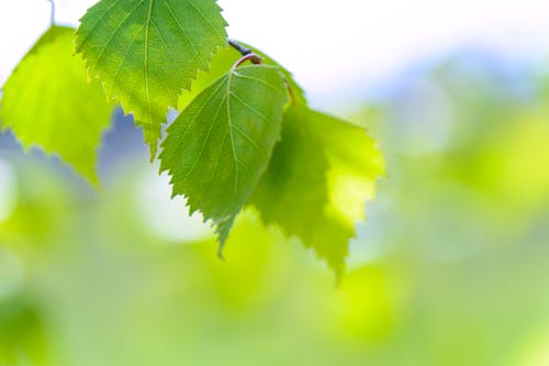 Focus Photographie De Feuilles Vertes