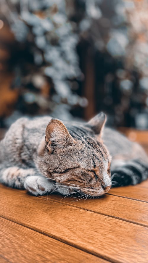 Close Up Shot of a Cat