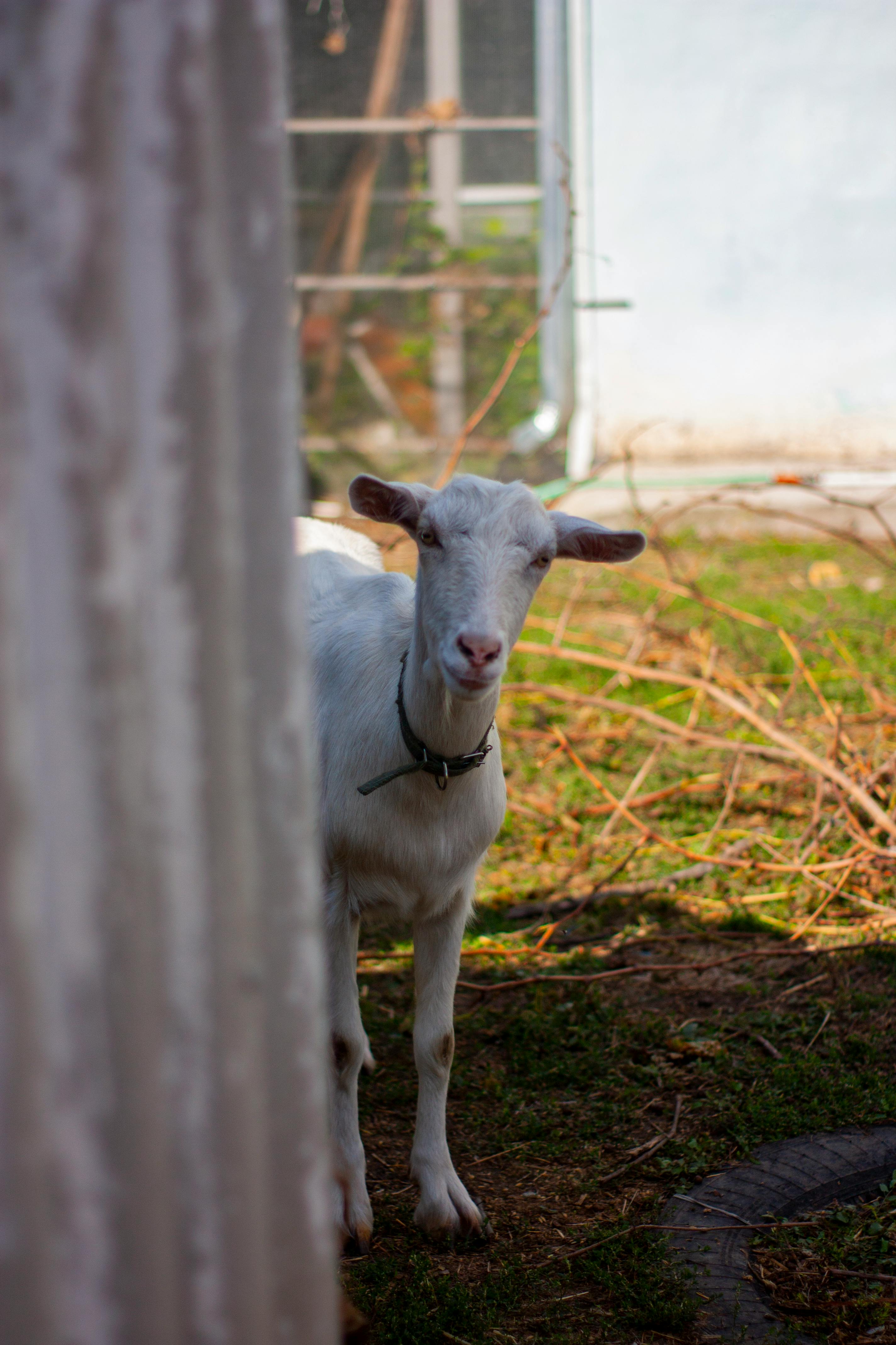 Gratuit Photos gratuites de @extérieur, agriculture, animal Photos