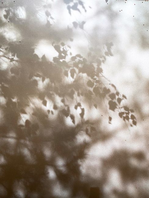 Soft focus of tree leaves casting intricate shadows on a wall, creating a nature-inspired abstract art.