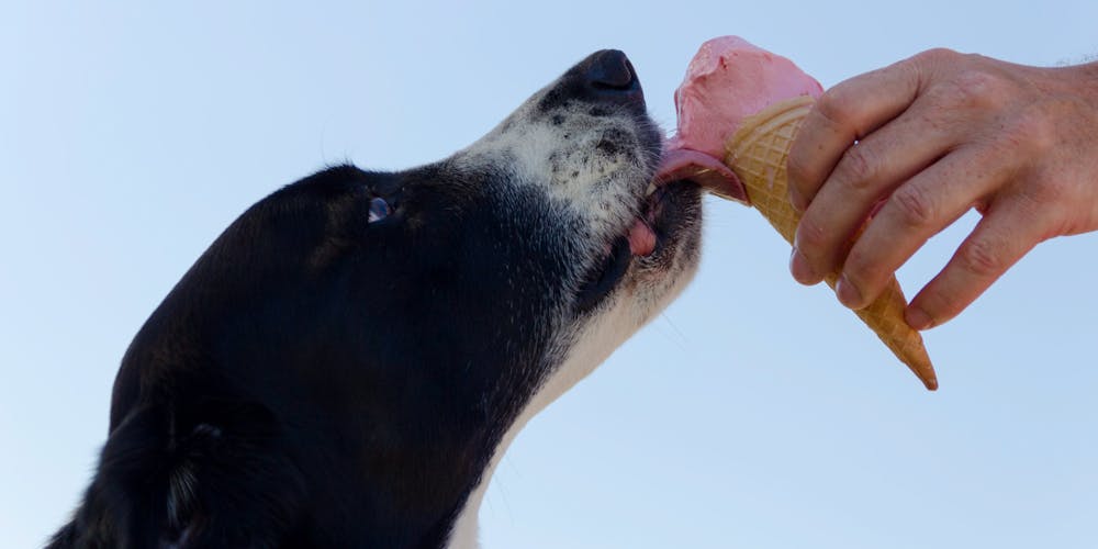 Are Orbeez Safe for Dogs?