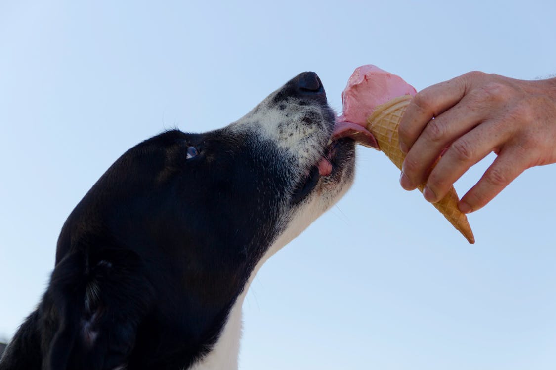 Free Dog Licking Ice Cream Stock Photo