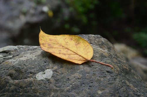 免费 岩石, 枯葉, 特写 的 免费素材图片 素材图片