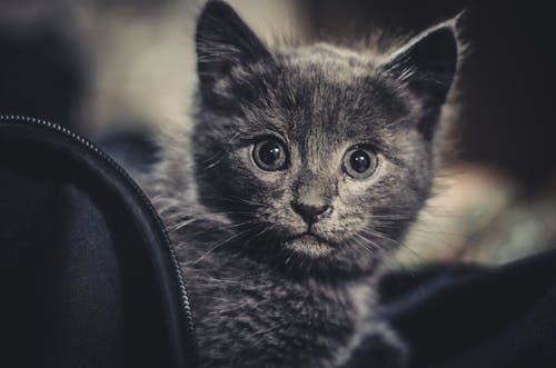 Gray Kitten