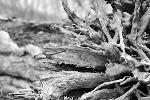 Free stock photo of driftwood, roots, tree Stock Photo
