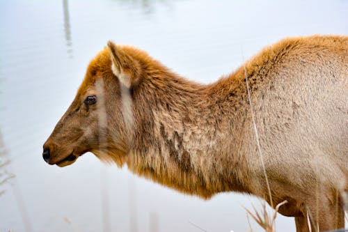 Free stock photo of elk, female Stock Photo