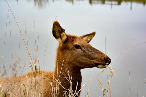 Free Brown Elk Beside a Body of Water Stock Photo