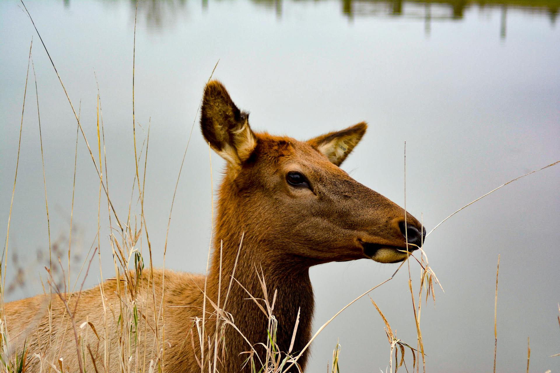 Bruine elanden naast een watermassa