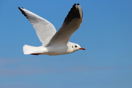 Immagine gratuita di ali, animale, cielo azzurro