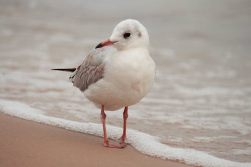 White and Gray Bird on Shore