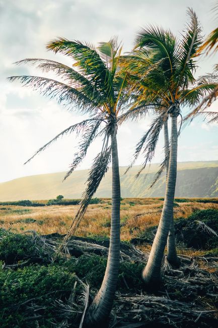 Discover the tranquility of Hawaii with coconut trees swaying in the tropical breeze against a lush landscape.