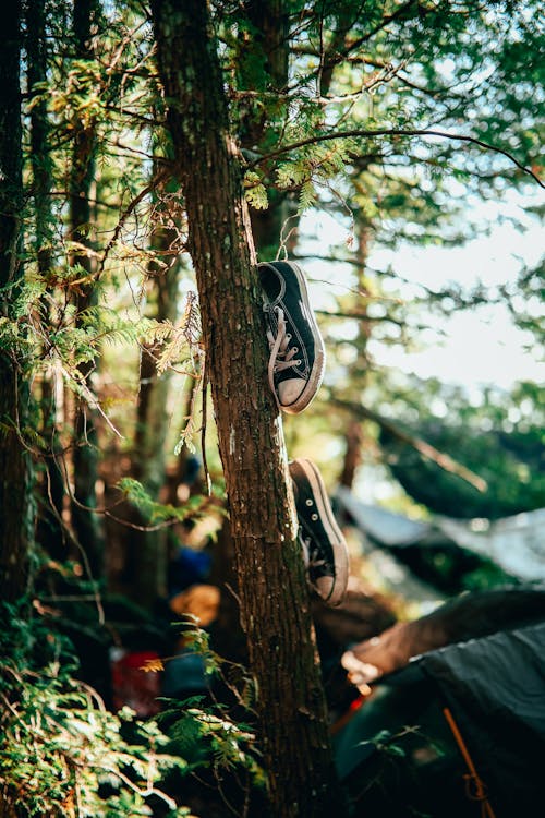 Black and White Sneakers on Tree Branch