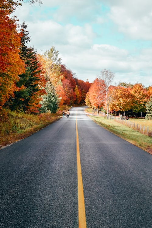 Back View of People Walking on the Road Between Trees 