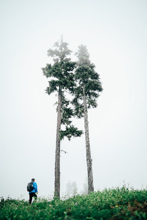 A Person Standing Beside the Trees