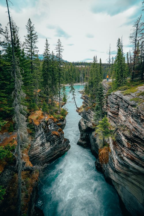 Green Pine Trees Beside River Under White Sky