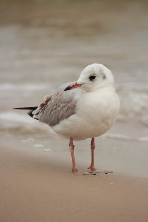 Close Up Photo of Gull