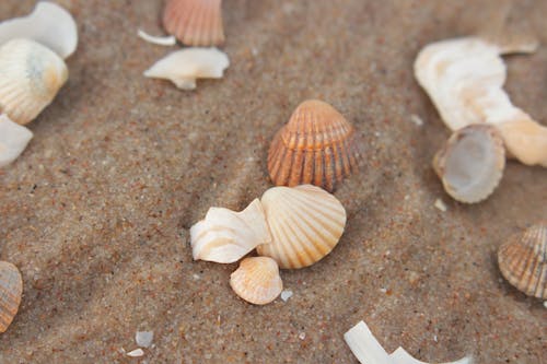 Бесплатное стоковое фото с крупный план, песок, ракушки