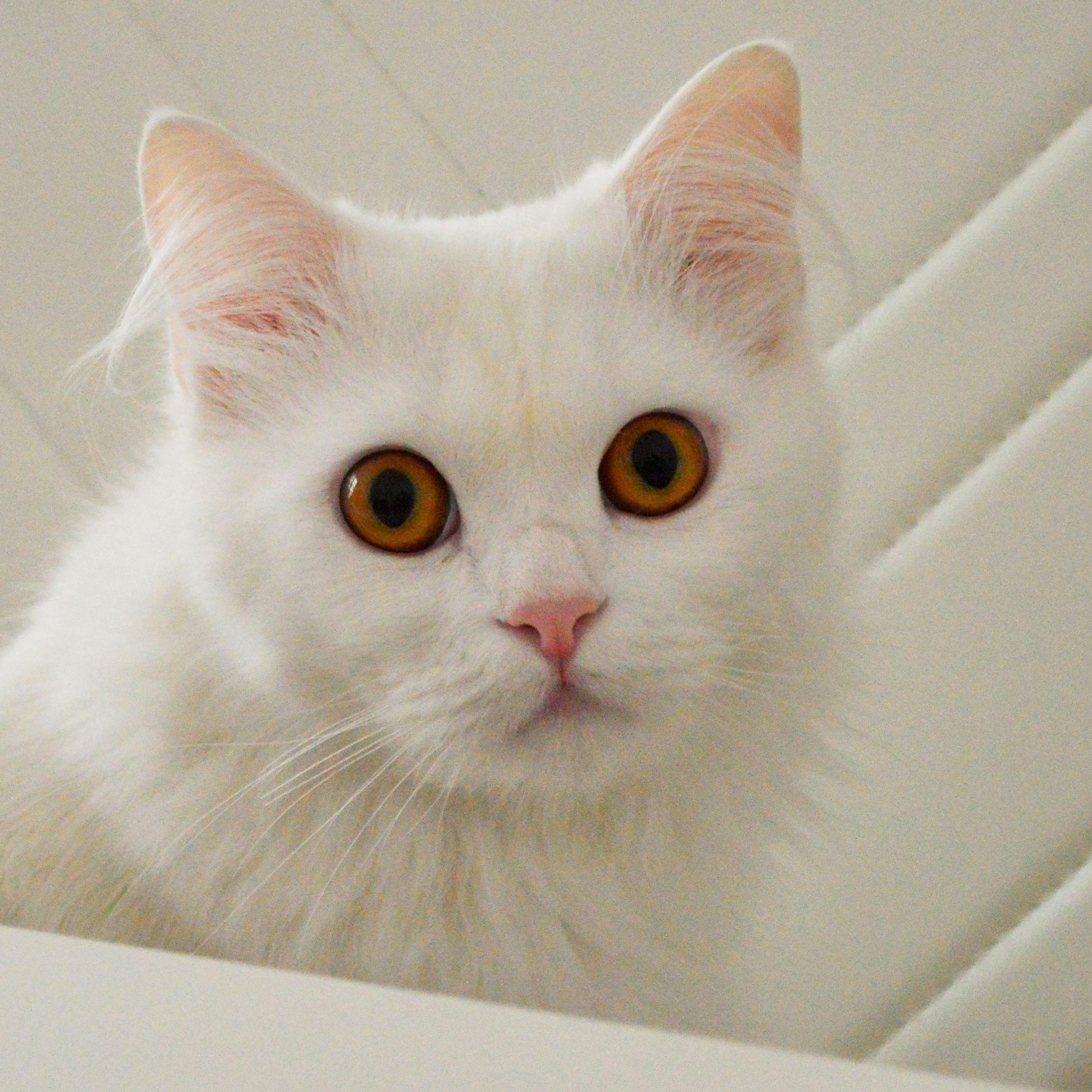 Free Stock Photo Of Cat Face Cat S Eyes Katze