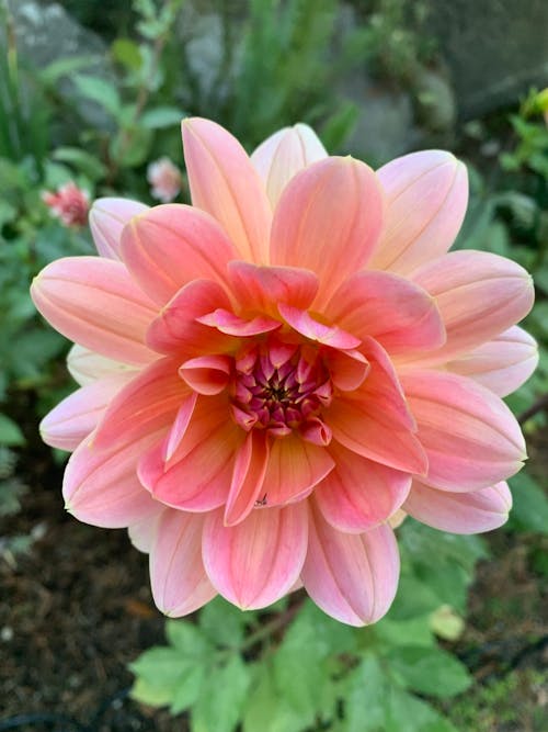 Close Up Photo of a Pink Dahlia in Bloom
