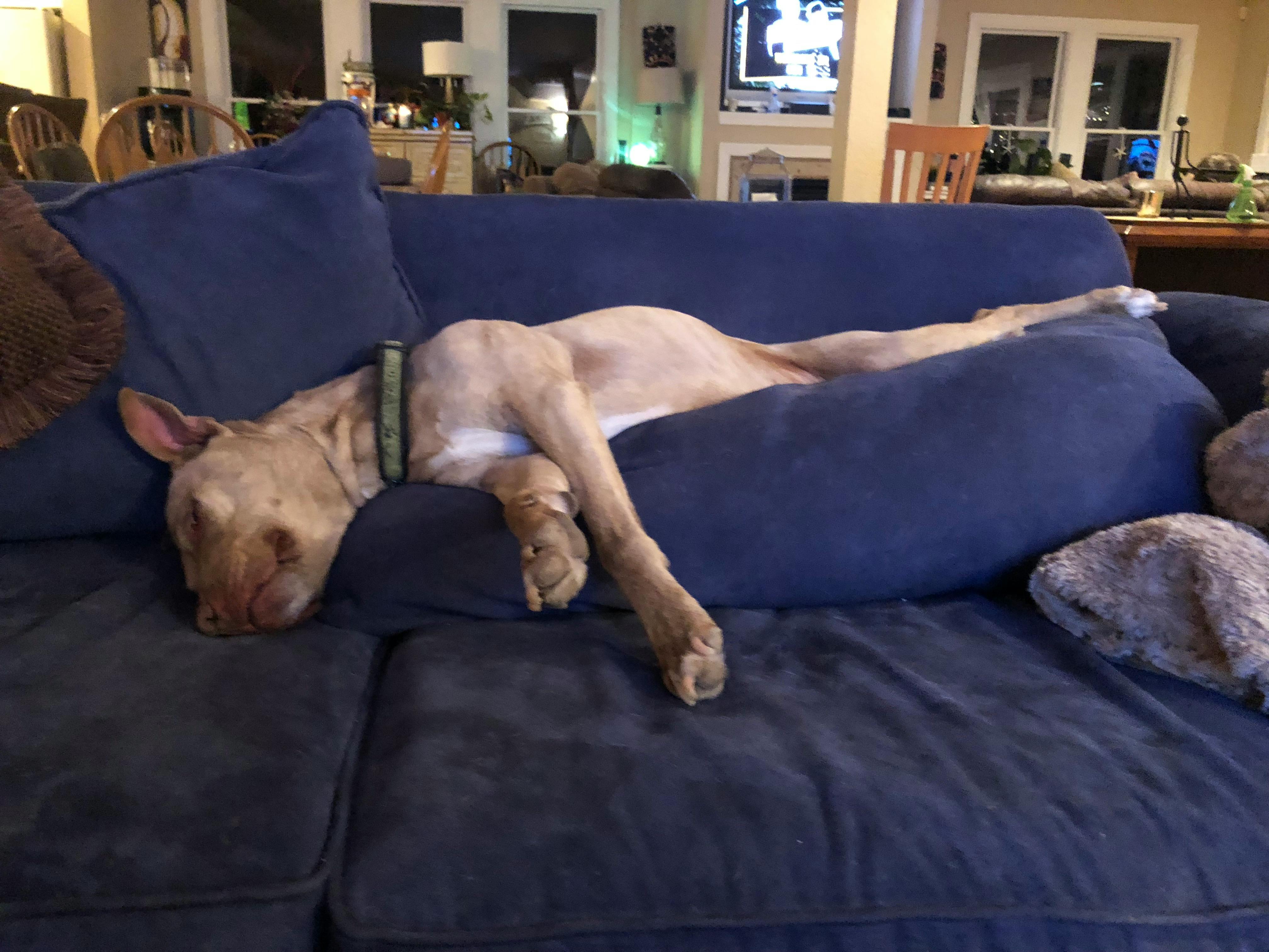 Free stock photo of dog, Pitt bull, sleeping dog